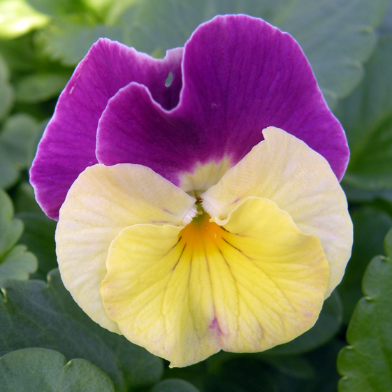 Victorian Viola Nora